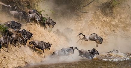 Safari "La Gran Migaración", ñus cruzando el río Mara