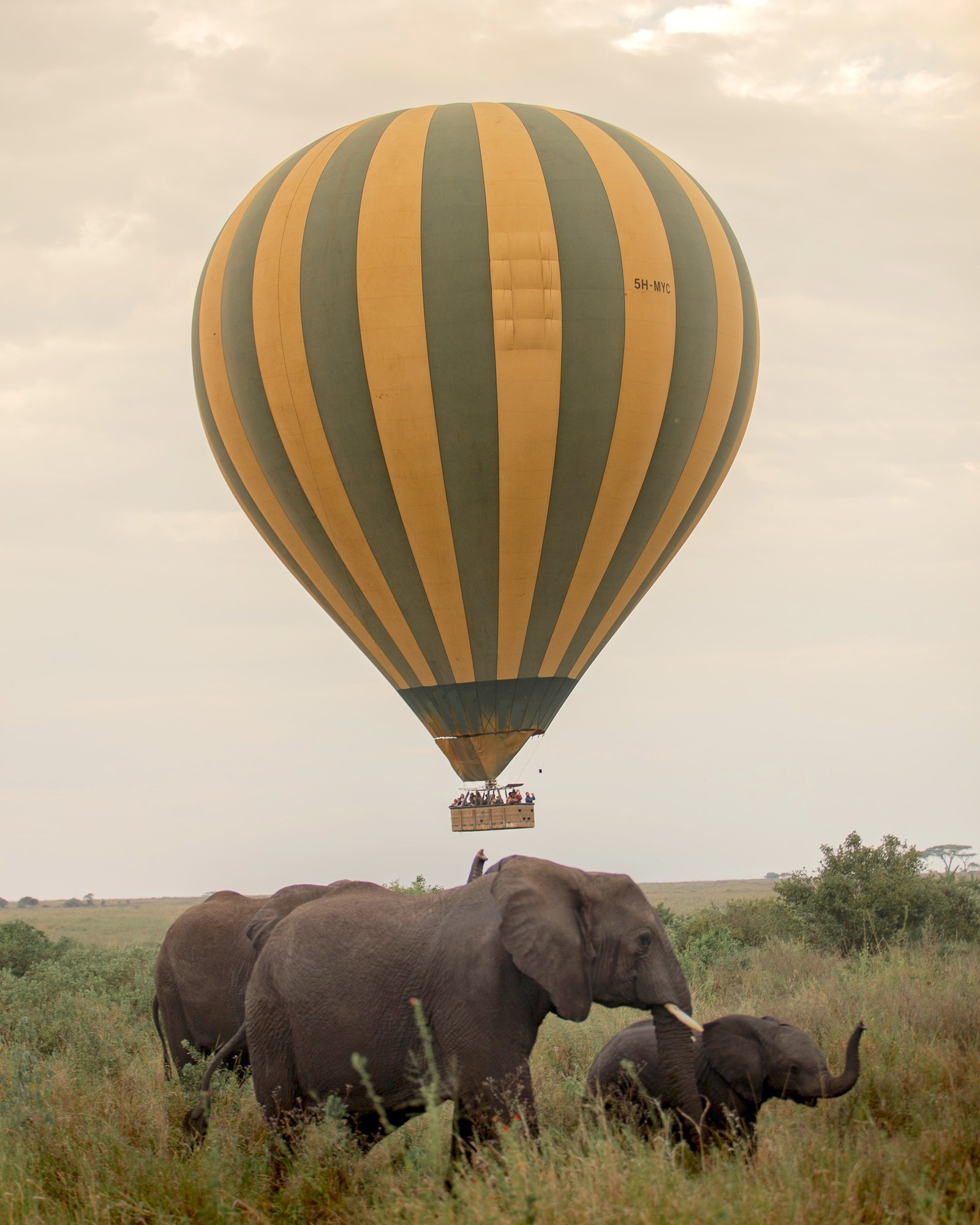 Safari época de cría. viaje en globo