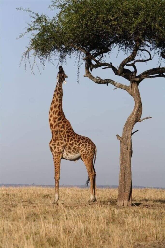 Safari "La Gran Migración", jirafa comiendo