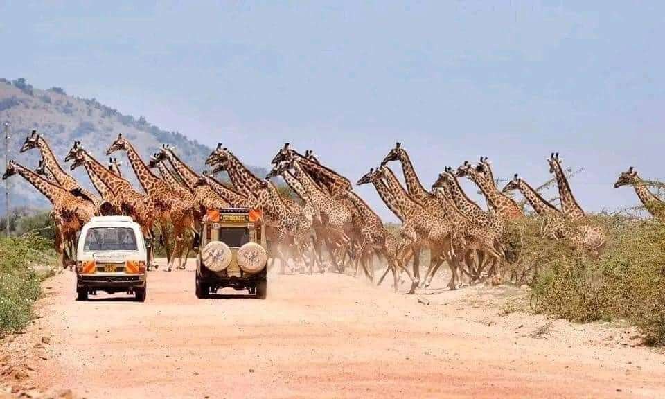 Safari esencial. carretera llena de jirafas cruzando en serengeti