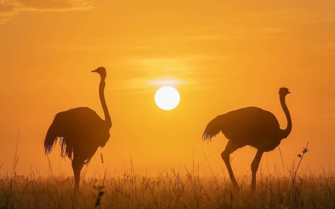 Dos avestruces en el Cráter del Ngorongoro, Tanzania