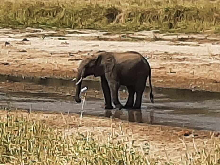 Kilimanjaro, safari y extensión a Zanzíbar. Parque Tarangire un elefante bebiendo