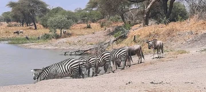 Safri esencial, Visita al parque Tarangire, cebras bebiendo en un arroyo