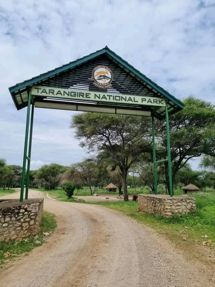 Ascenso al Klimanjaro organizado, safari puerta del Tarangire