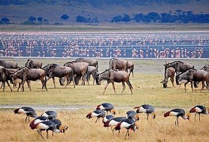 Safri "La Gran Migración", cráter Ngorongoro