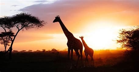 Safaris a la carta, parque nacional del serengeti al atardecer, con dos jirafas al fondo