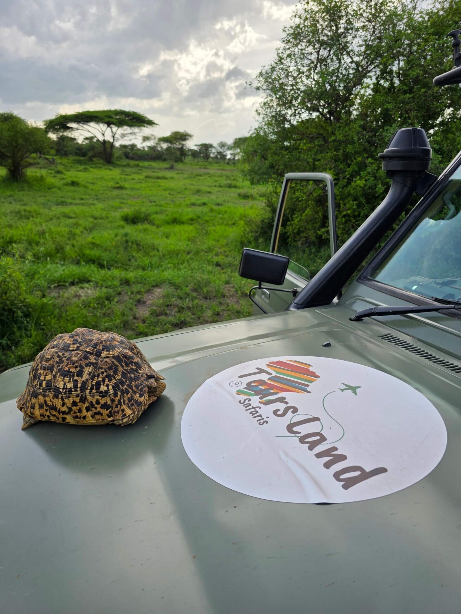 Safari con sorpresa: tortuga en el jeep – Tours Land Safaris