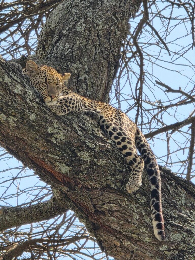 Leopardo que podrás contemplar en Tanzania en Serengeti