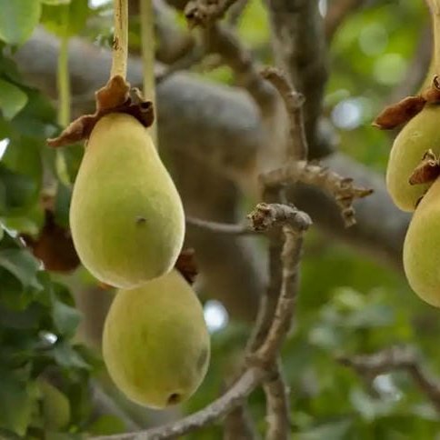 Fruto de Baobab