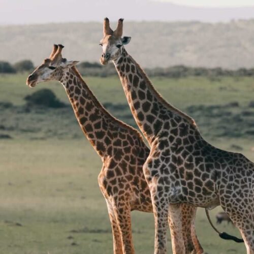 jirafas-kenia